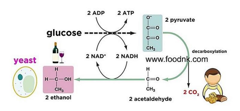 Xu hướng phát triển sản xuất ancol etylic sinh học từ các nguồn nguyên liệu tái tạo