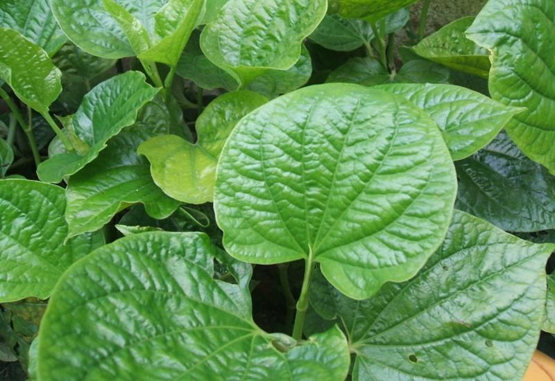 Bà bầu ăn lá lốt có tốt không?