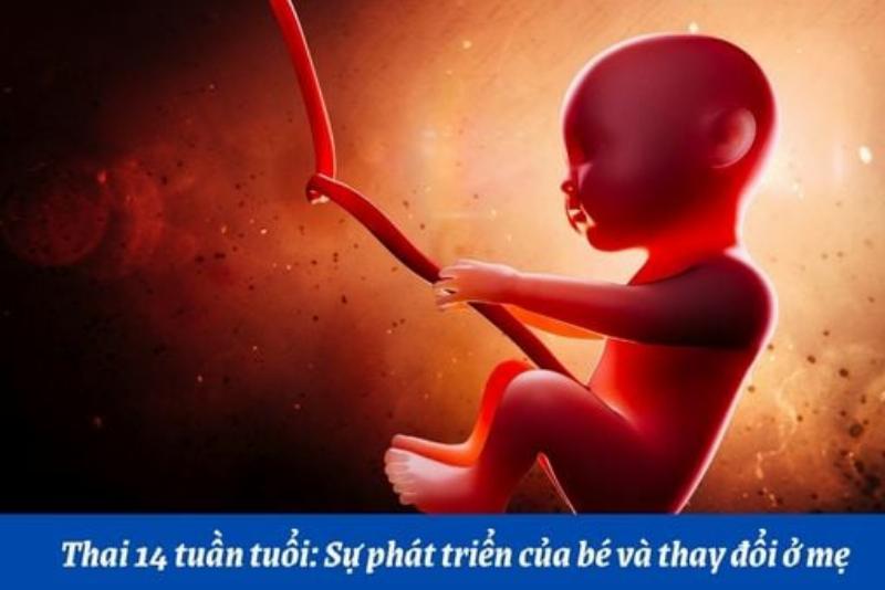 Cảm giác thai máy tuần 14 như thế nào?