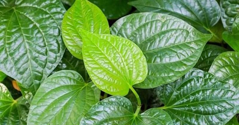 Chế biến lá lốt đúng cách
