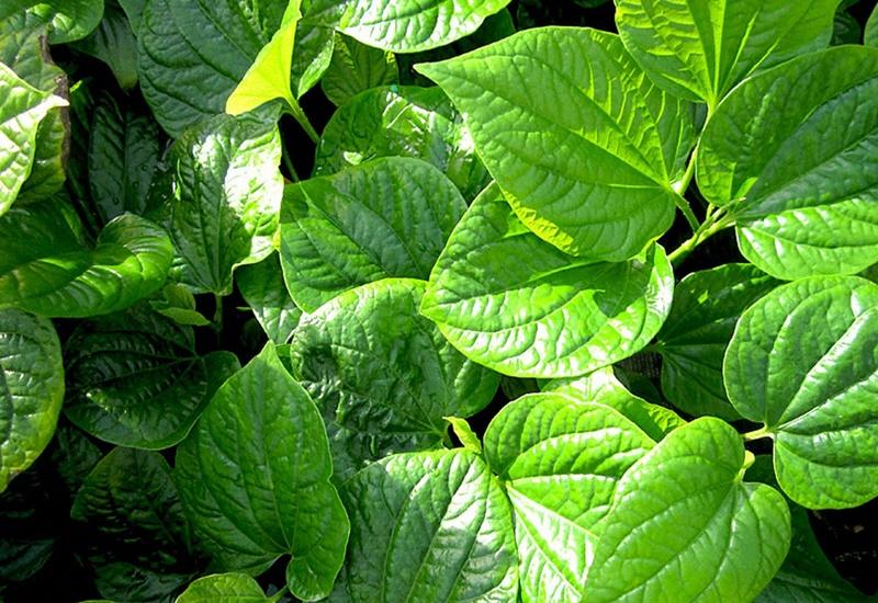 Kinh nghiệm dân gian về lá lốt và bà bầu
