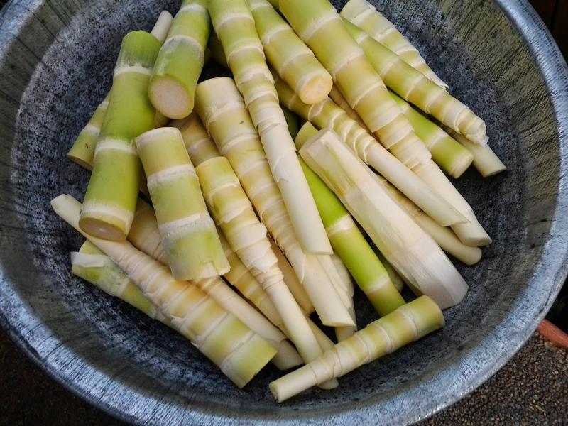 Măng gây mất sữa