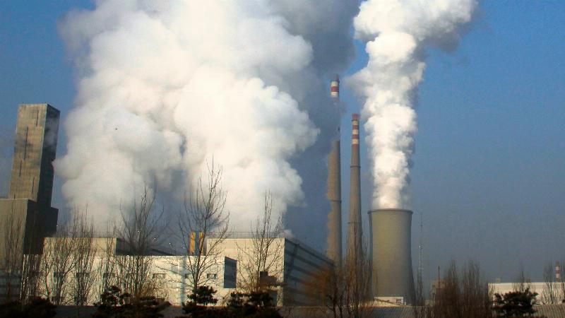 Rừng cây là bể hấp thụ carbon tự nhiên và có thể tạo ra chứng chỉ carbon loại bỏ