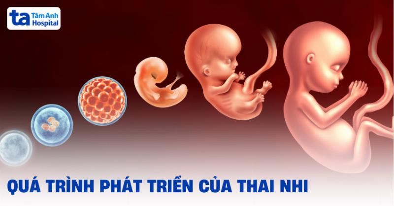 Hình ảnh minh họa sự thay đổi của bụng bầu ở tuần 16, cho thấy bụng đã lộ rõ hơn so với những tuần trước, với một tay mẹ nhẹ nhàng chạm vào bụng