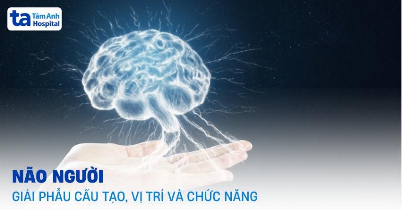 Hình ảnh minh họa phương pháp vỏ trụ để tính thể tích khối tròn xoay, cho thấy các vỏ trụ mỏng đồng tâm.