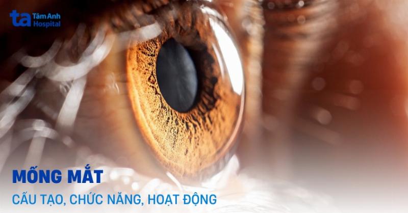 Hình ảnh mống mắt và đồng tử điều chỉnh kích thước trong cấu tạo của mắt