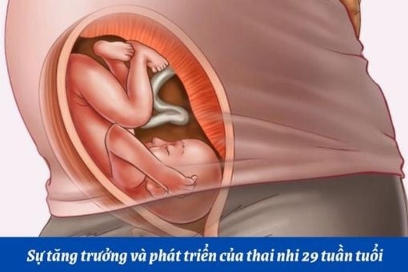 Hình ảnh thai nhi 16 tuần đang phát triển hệ xương và giác quan, cho thấy kích thước so sánh với một quả bơ, minh họa sự lớn lên của bé